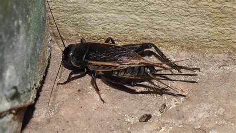 grillo nero in casa significato